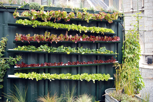 Part of a bigger picture of urban greening, urban agriculture can have 
