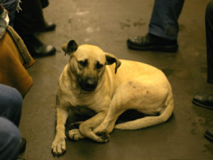 Dogs ride the Moscow Metro, too! Photo by Adam Baker/Flickr.