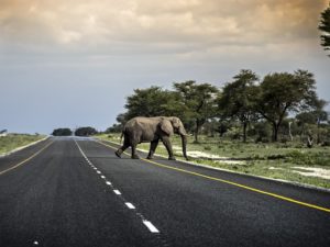 Friday Fun: Balancing Urbanization and Elephants in Southern Africa