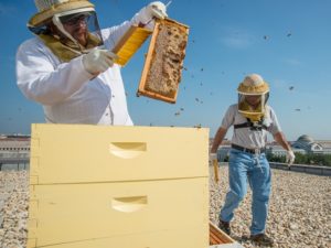 Why Cities Should Invest in Beekeeping