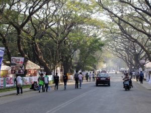 Friday Fun: How 2 Urban Communities Are Protecting Their Trees