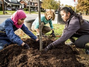 Planting Healthy Air: A Natural Solution to Address Pollution and Heat in Cities