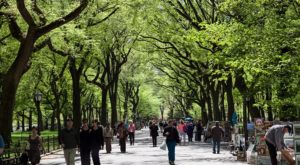 Urban Trees: A Smart Investment in Public Health