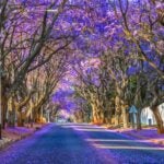 South Africa Is Fighting Back Against Invasive Plants