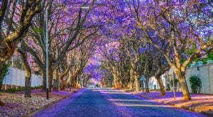 South Africa Is Fighting Back Against Invasive Plants