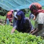 How Green Jobs in Dire Dawa Benefit Women and the Environment
