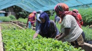 How Green Jobs in Dire Dawa Benefit Women and the Environment