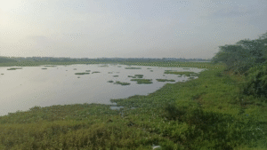 How Chennai Is Restoring Kadapakkam Lake With Nature-Based Solutions 
